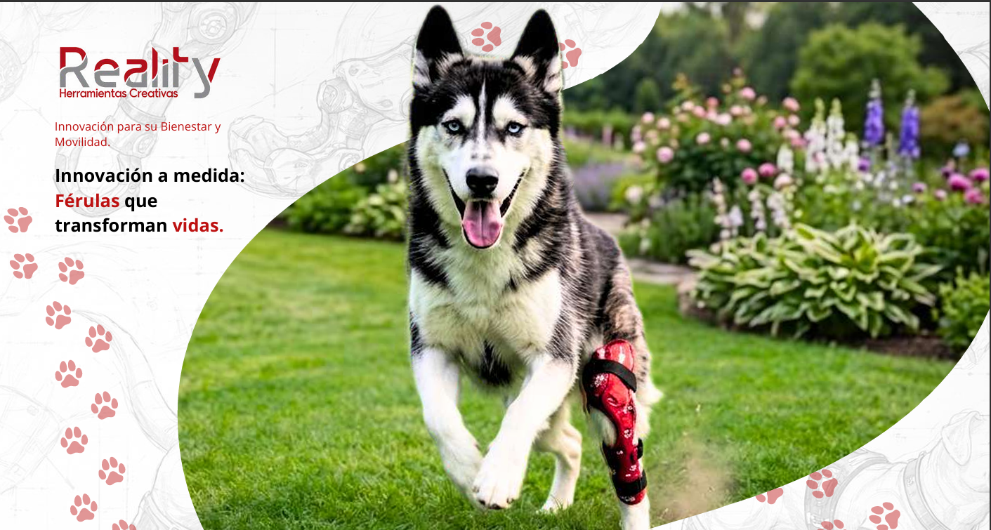 Husky corriendo en un jardín con una férula roja a medida en su pata trasera, diseñada por Reality Herramientas Creativas