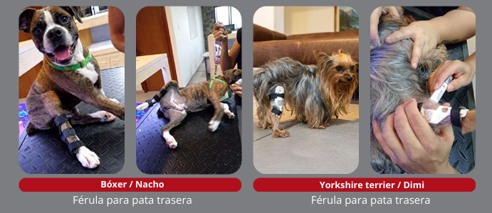 Bóxer Nacho y Yorkshire terrier Dimi con férulas para pata trasera ajustadas en nuestras instalaciones