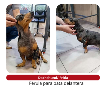 Dachshund Frida con férula para pata delantera durante su ajuste en la clínica