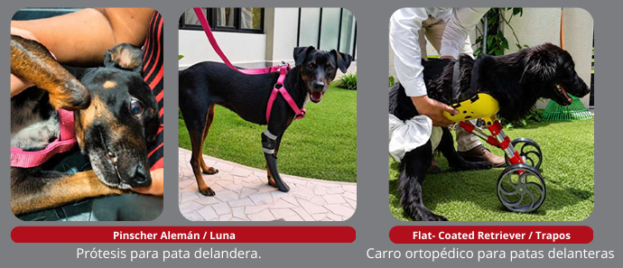 Pinscher alemán Luna con prótesis para pata delantera y Flat-Coated Retriever Trapos con carro ortopédico para patas delanteras