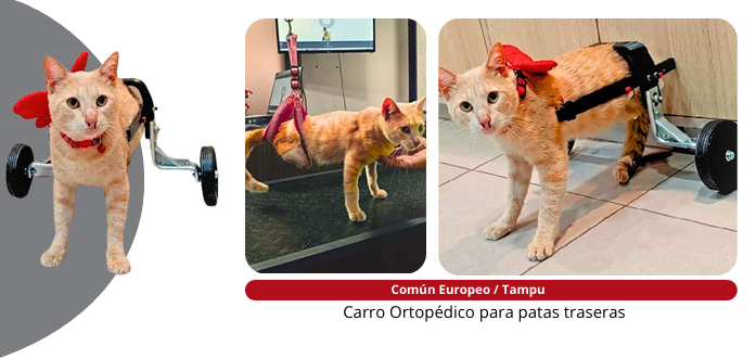 Gato común europeo Tampu con carro ortopédico para patas traseras