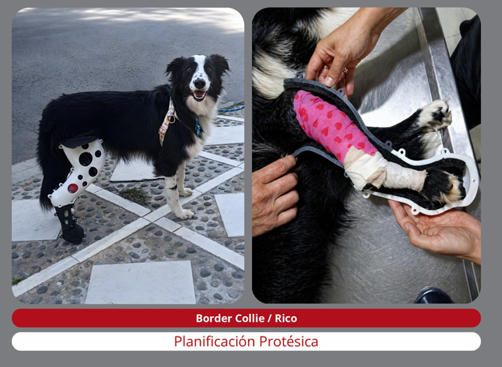 Border Collie Rico con prótesis para pata trasera durante su planificación protésica en nuestras instalaciones