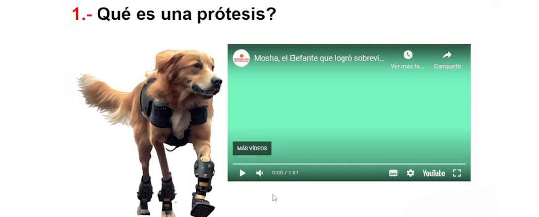 Captura de una clase en vivo con un perro que utiliza soportes ortopédicos y un video sobre Mosha, una elefanta con prótesis