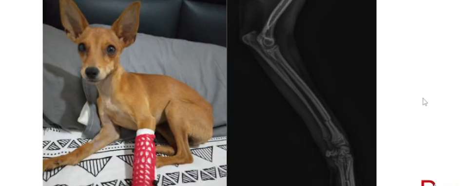 Perro pequeño con una prótesis roja perforada en la pata delantera, junto a una radiografía de la extremidad